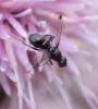 Sepsis sp.